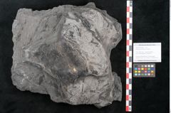 Foto (Objekt + Etikett) von Dioonites permaeformis Schenk (NHMW-GEO-2024-0188-10643)